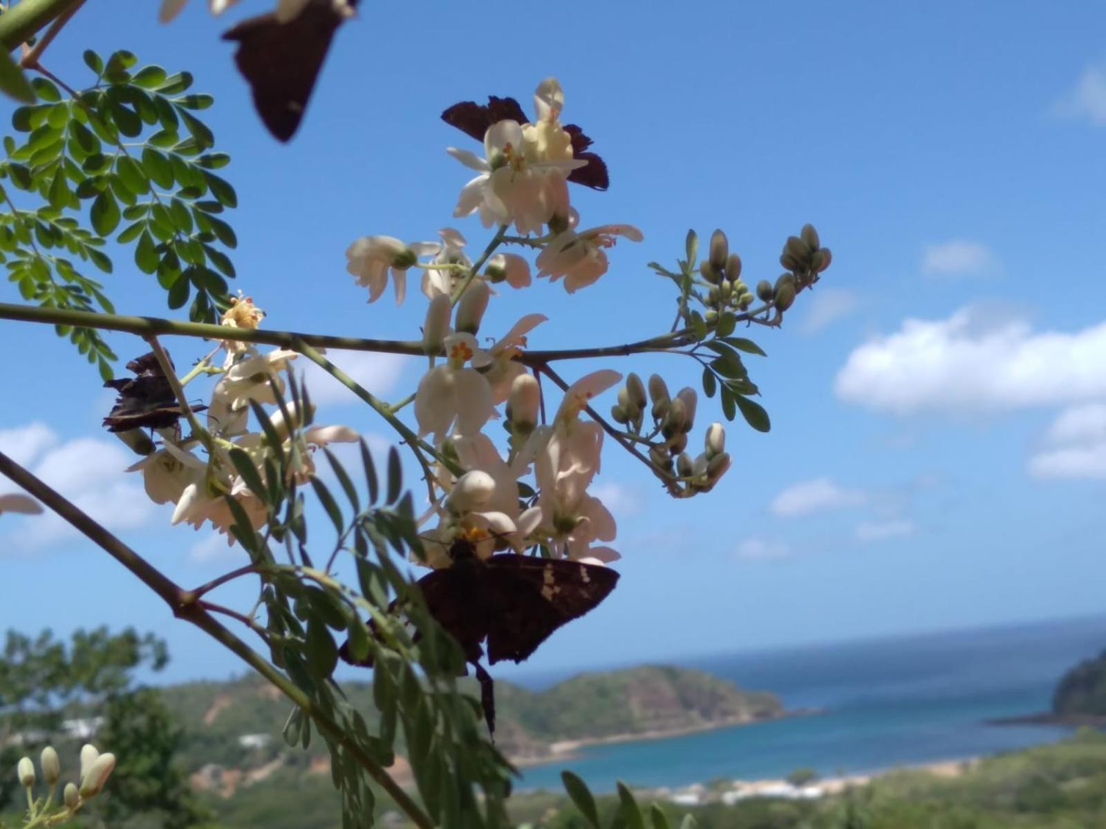 El Jardin Hotell San Juan del Sur Eksteriør bilde